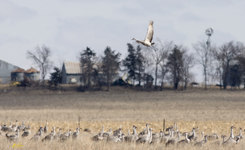 Cranes on a Farm 1544